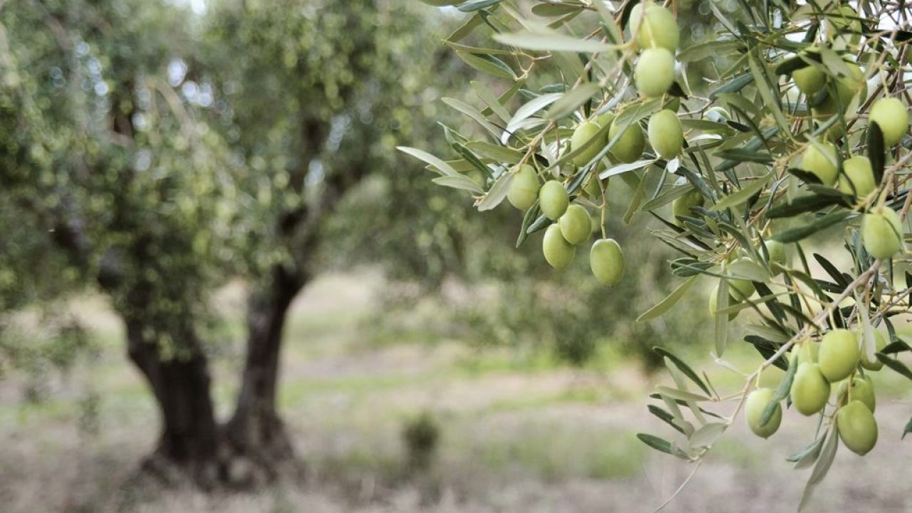 Azienda Agricola Giovanni Trombetta — foto 2